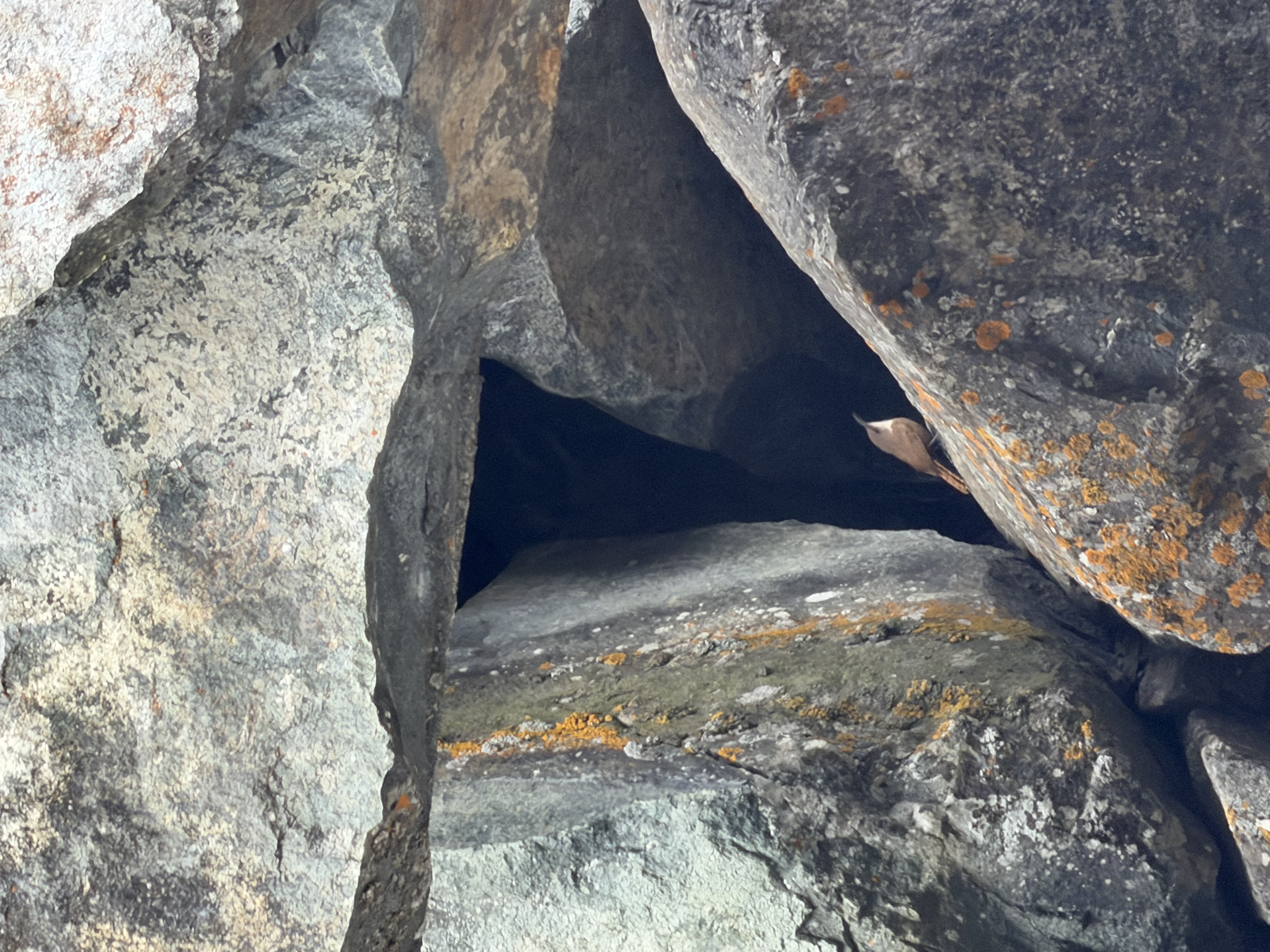 Canyon Wren in the rocks